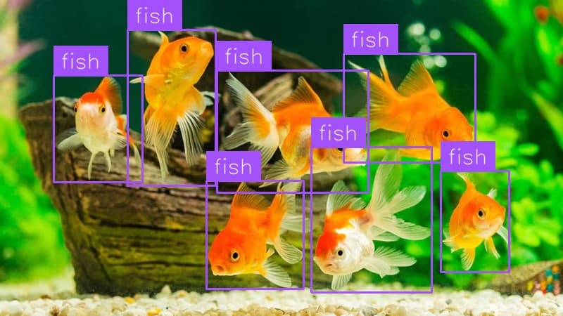 Preview image for Fish Detection template