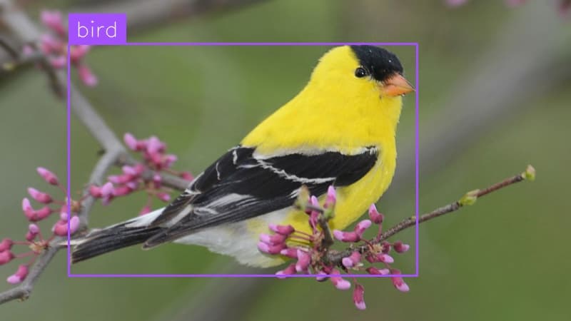 Preview image for Common Animals Detection template