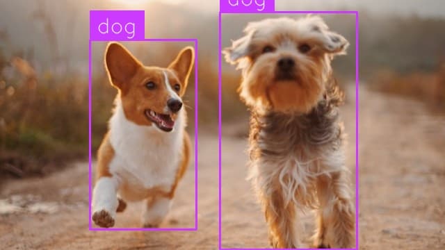 Preview image for Dog Detection template