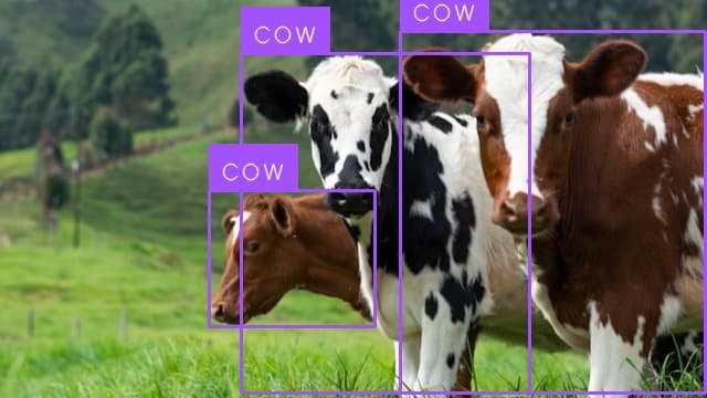 Preview image for Cow Detection template