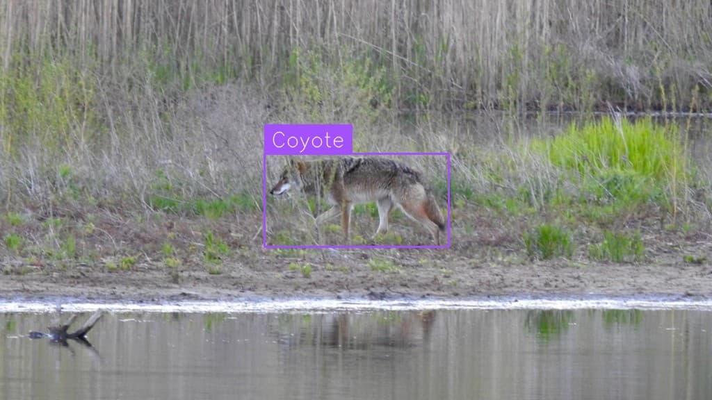 Preview image for Deer And Coyote Detection template