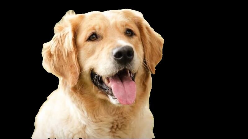 Preview image for Background Remover template