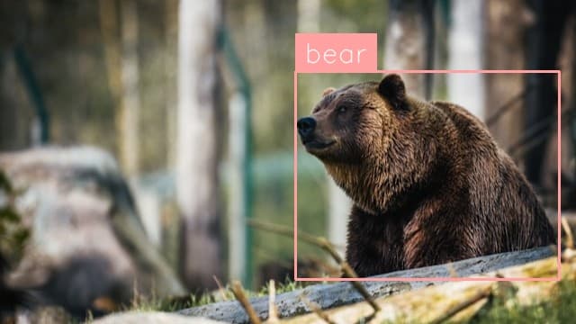 Preview image for Bear Detection template
