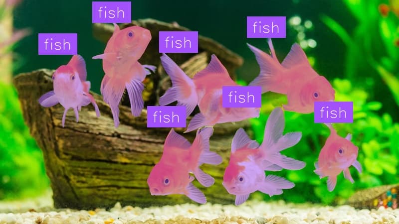 Preview image for Fish Detection template