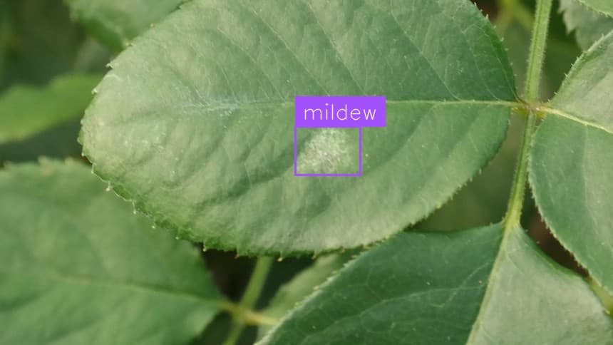 Preview image for Leaf Disease Detection template